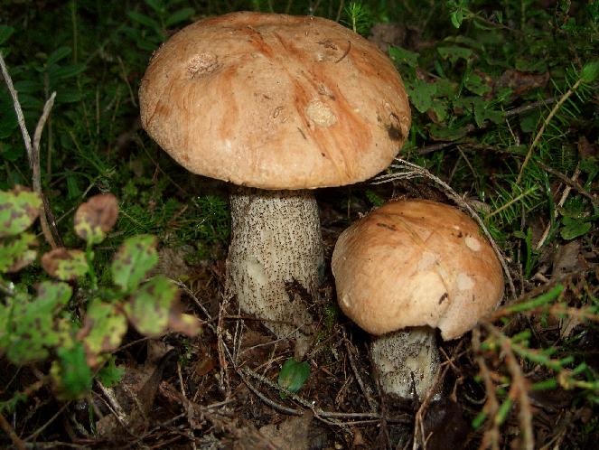 Escursione 11/08/2009